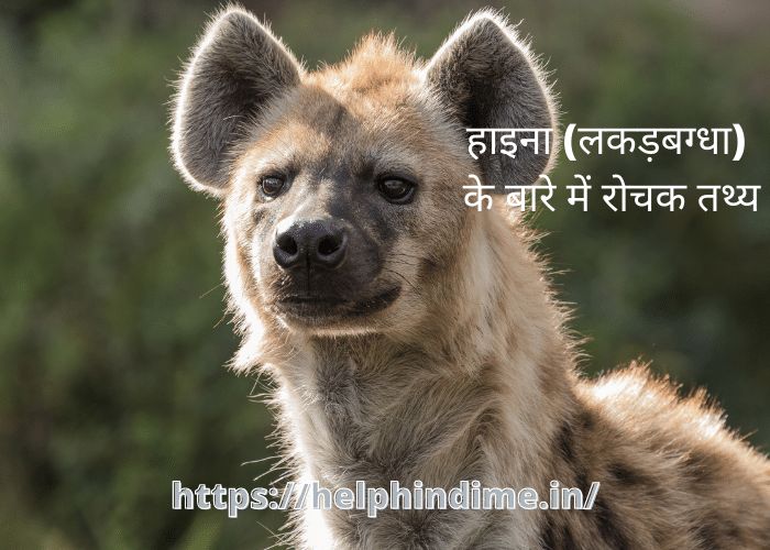 हाइना के बारे में रोचक तथ्य - Help Hindi Me