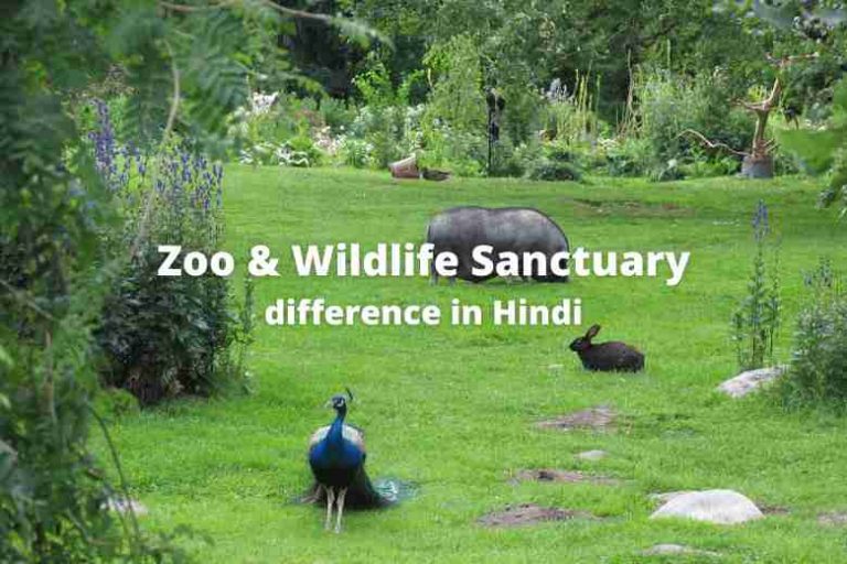 Zoo Wildlife Sanctuary Difference Help Hindi Me