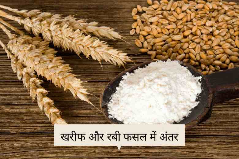 Kharif and Rabi Crops difference Hindi