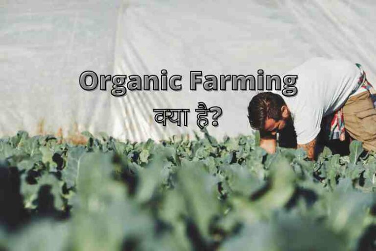 Organic Farming Benefits in Hindi - Help Hindi Me