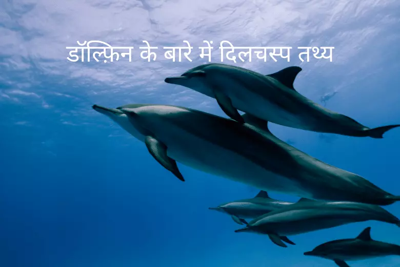 Amazing facts about Dolphin in Hindi