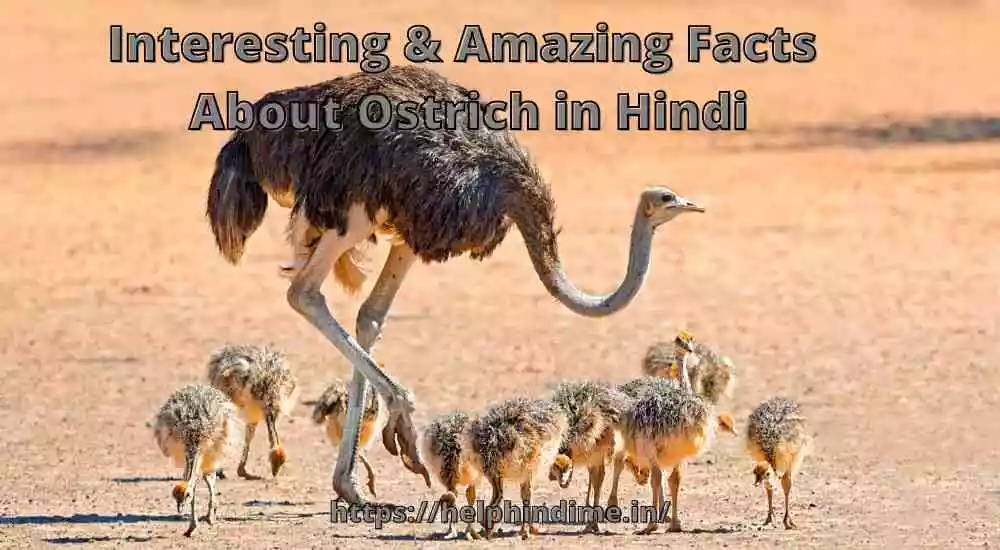 Interesting Facts about Ostrich in Hindi